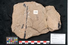 Foto (Objekt + Etikett) von Araucaria sternbergii Goeppert (NHMW-GEO-2024-0188-8306)